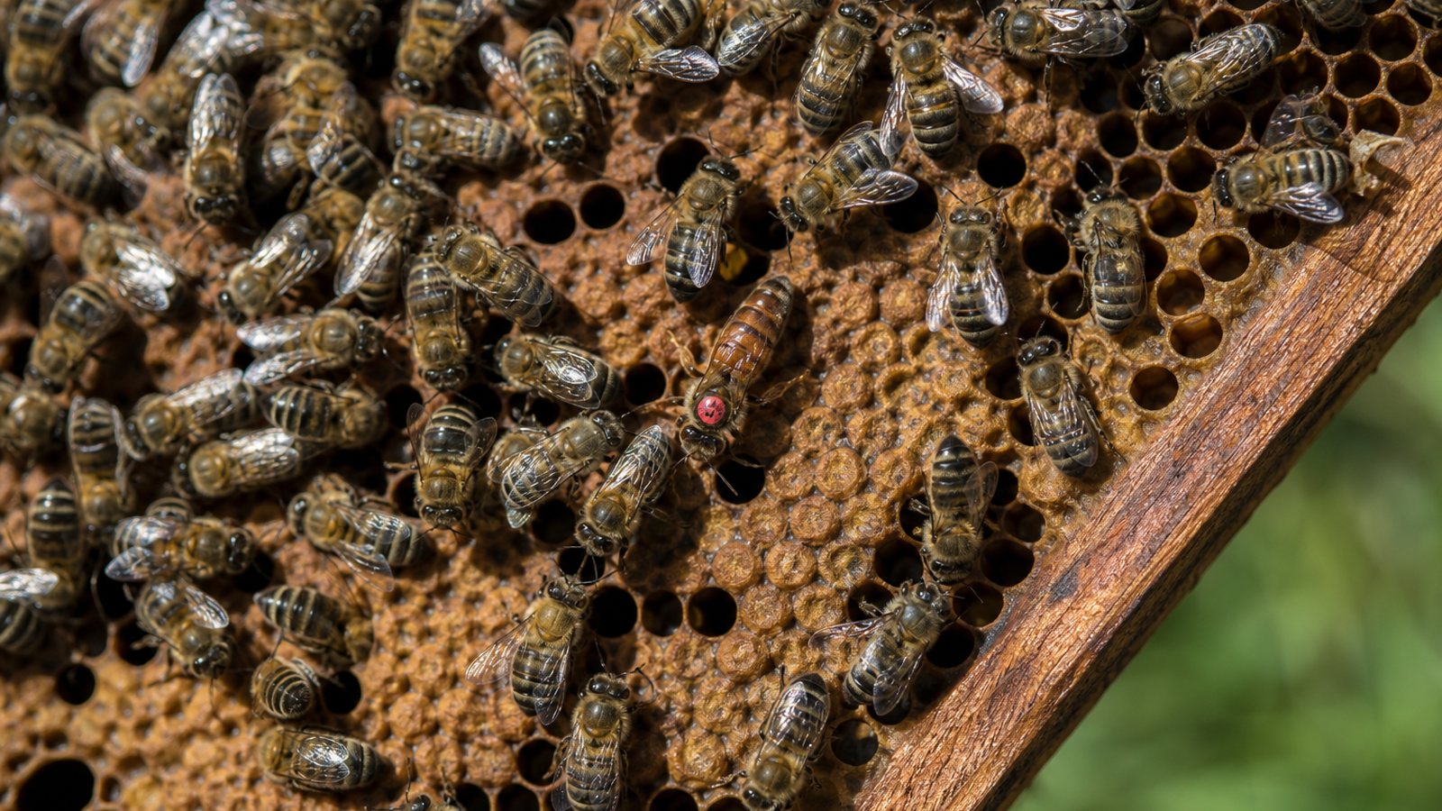 Reine marquée d'une pastille de couleur au milieu des abeilles sur un cadre de couvain
