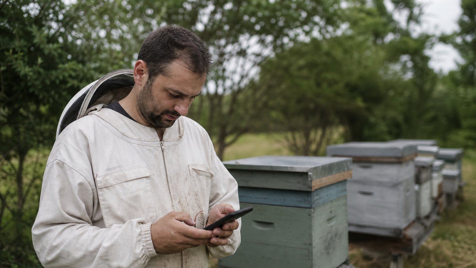 Apiculteur saisissant ses observations sur un smartphone au milieu d'un rucher isolé en pleine nature