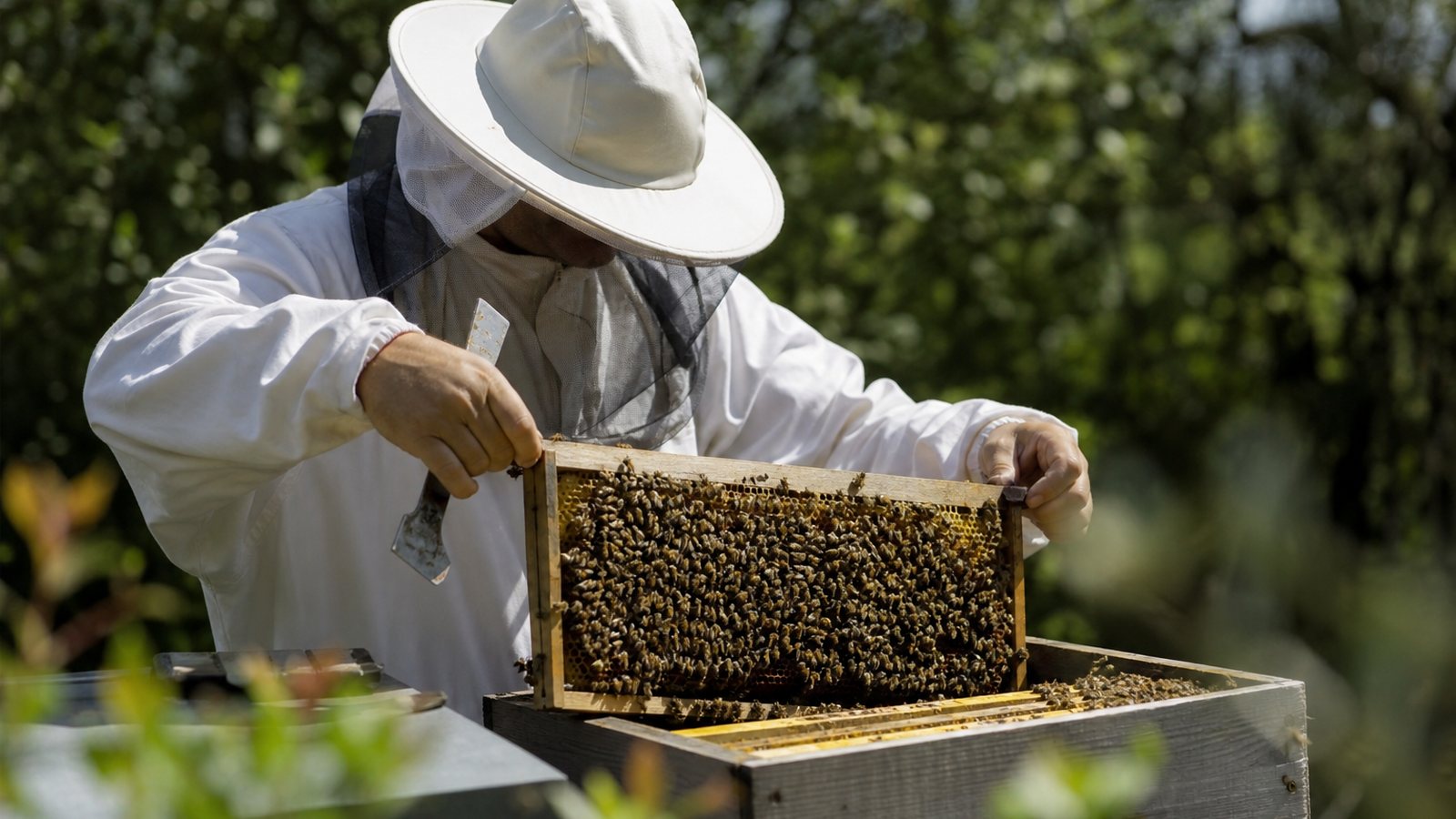 Apiculteur examinant un cadre couvert d'abeilles pour juger l'état d'une colonie au rucher